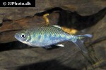 opsarius bakeri