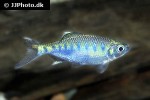 opsarius bakeri