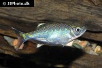 opsarius bakeri