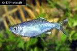 opsarius bakeri