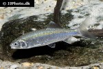 opsarius bendelisis opsarius bendelisis