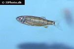 opsarius cf dogarsinghi opsarius cf dogarsinghi