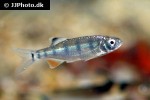 opsarius cf dogarsinghi opsarius cf dogarsinghi