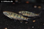 opsarius dogarsinghi opsarius dogarsinghi