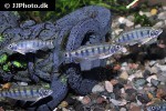 opsarius dogarsinghi opsarius dogarsinghi