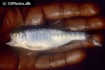 opsarius gatensis opsarius gatensis