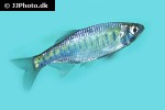 opsarius gatensis opsarius gatensis
