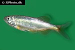 opsarius infrafasciatus opsarius infrafasciatus