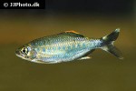opsarius malabaricus opsarius malabaricus
