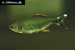 opsarius malabaricus opsarius malabaricus