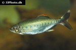 opsarius malabaricus opsarius malabaricus