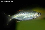 opsarius malabaricus opsarius malabaricus