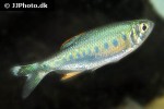 opsarius malabaricus opsarius malabaricus