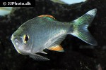 opsarius malabaricus opsarius malabaricus