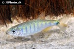 opsarius ornatus opsarius ornatus