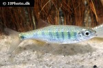 opsarius ornatus opsarius ornatus