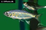 opsarius radiolatus opsarius radiolatus