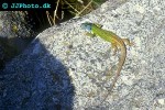 lacerta viridis   green lizard  