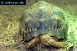 astrochelys radiata   radiated tortoise  