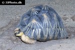 astrochelys radiata   radiated tortoise  