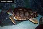 caretta caretta   loggerhead sea turtle  
