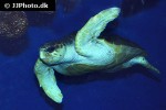 caretta caretta   loggerhead sea turtle  