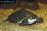 carettochelys insculpta   pignosed turtle  