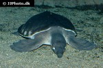 carettochelys insculpta   pignosed turtle  