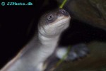 chelodina mccordi   roti island snake necked turtle  