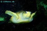 chelonia mydas   green sea turtle  