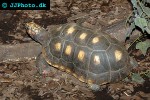 chelonoidis carbonarius   southamerican red footed turtle  