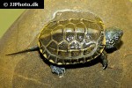 chinemys reevesii   chinese pond turtle  