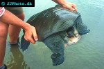 chitra indica   narrowhead softshell turtle  