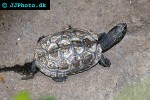 cuora amboinensis   malayan box turtle  