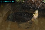 cuora amboinensis   malayan box turtle  