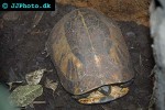 cuora galbinifrons   flowerback box turtle  