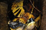 cuora galbinifrons   flowerback box turtle  