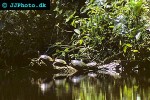 dermatemys mawi   central american river turtle  