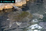 eretmochelys imbricata   hawksbill turtle  