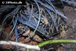 geochelone elegans   indian star tortoise  
