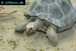 geochelone elephantopus   galapagos giant tortoise  