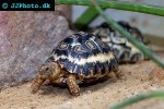 geochelone pardalis   leopard tortoise  