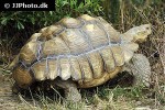 geochelone sulcata   african spurred tortoise  