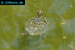 graptemys kohni   mississippi map turtle  