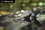 graptemys oculifera   ringed map turtle  
