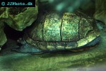 kinosternon scorpioides   scorpion mud turtle  