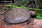 manouria emys   asian forest tortoise  