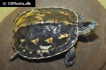 mauremys sinensis   chinese striped necked turtle  