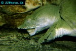 pelodiscus sinensis   chinese softshell turtle  