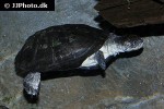pelusios canstaneus   west african mud turtle  